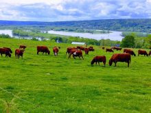 Cows in a farmer's field with a view of the Saint John River in the background in Silverwood, N.B. The Canadian Forage and Grassland Association's annual conference will be held in Fredericton, N.B., this November.