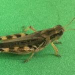 Adult migratory grasshopper. Photo: Manitoba Agriculture
