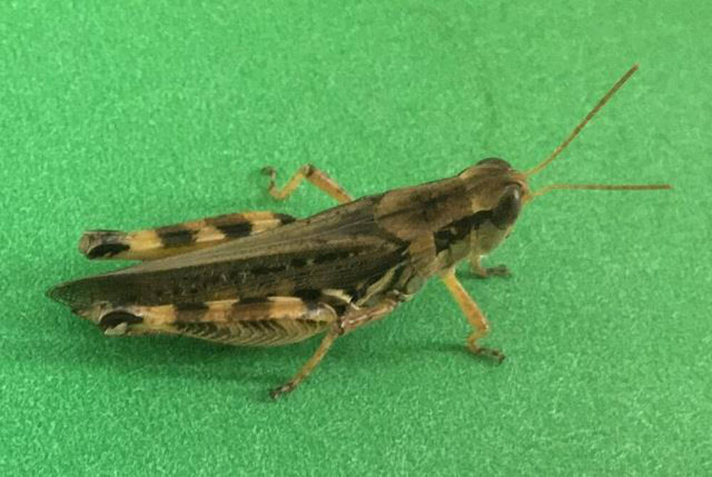 Adult migratory grasshopper. Photo: Manitoba Agriculture