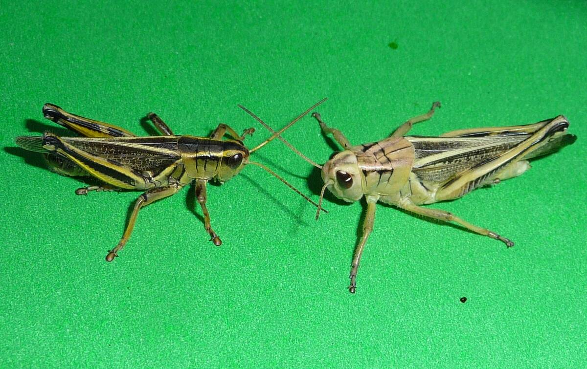 Adult two-striped grasshoppers. Photo: Manitoba Agriculture