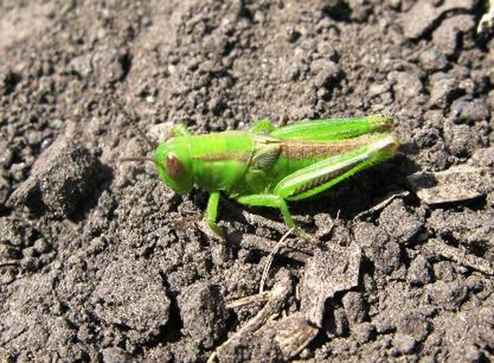 Two-striped grasshopper nymph with wingbuds showing. Wait until this stage before spraying for grasshoppers. Photo: Manitoba Agriculture Two striped grasshopper nymph with wingbuds showing. Wait until this stage before spraying for grasshoppers. Photo: Manitoba Agriculture.