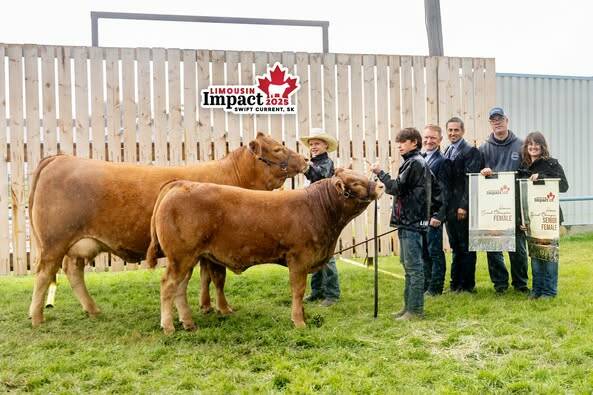 2025 Canadian Junior Limousin Reserve Champion Female: GHR Polled Kalypso, exhibited by Cole Bodell. Photo: Supplied