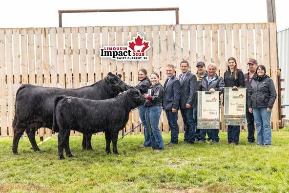 2025 Canadian Junior Limousin Grand Champion Female: RPY Paynes Lilah 9L, exhibited by Madisyn Robertson. Photo: Supplied