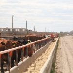 A feedlot in Western Canada.