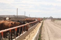 A feedlot in Western Canada.