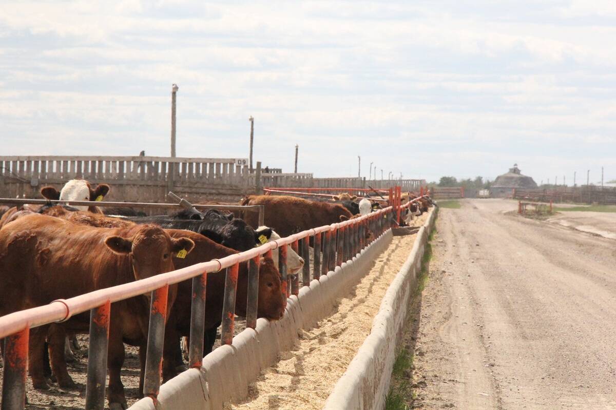 A feedlot in Western Canada.