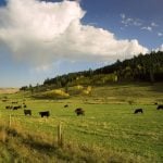 Cattle grazing in the foothills.