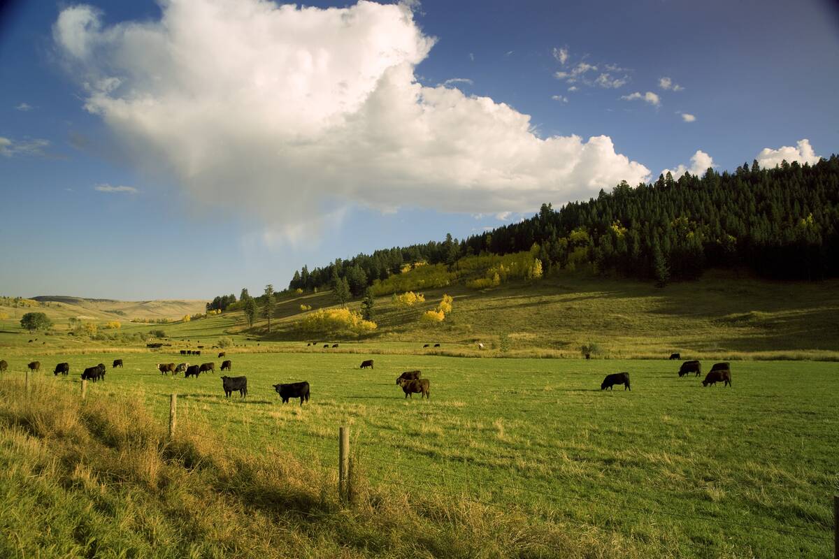 Cattle grazing in the foothills.