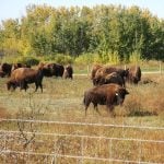 Attendees of the Indigenous Farm and Food Festival in Batoche, Sask., get a look at a bison herd in late September 2025. Photo: Janelle Rudolph
