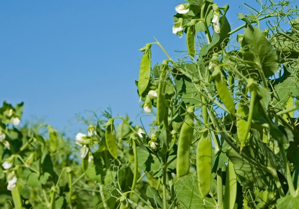 Photo: iStock