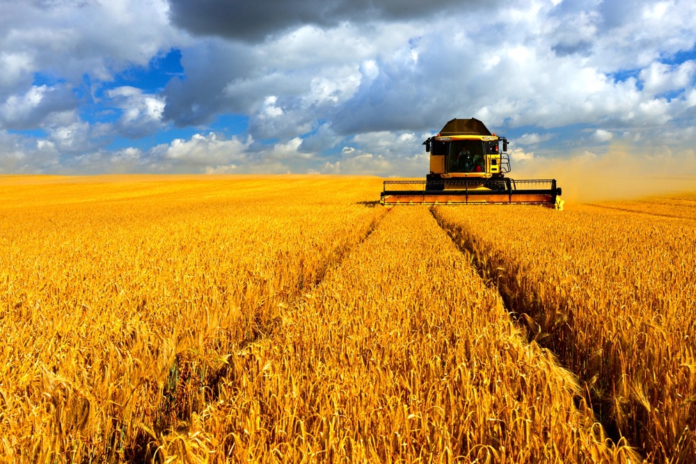 combining wheat