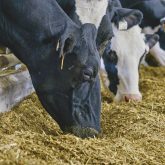 The trade drama with U.S. dairy access to Canada continues. Photo: Diana Martin