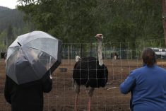 Supporters of Universal Ostrich Farms stand near an ostrich at the farm property in Edgewood, B.C., on Saturday, May 17, 2025. Photo: Aaron Hemens/The Canadian Press via ZUMA Press
