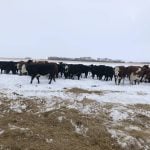 Cows in the pasture in winter.