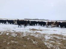 Cows in the pasture in winter.