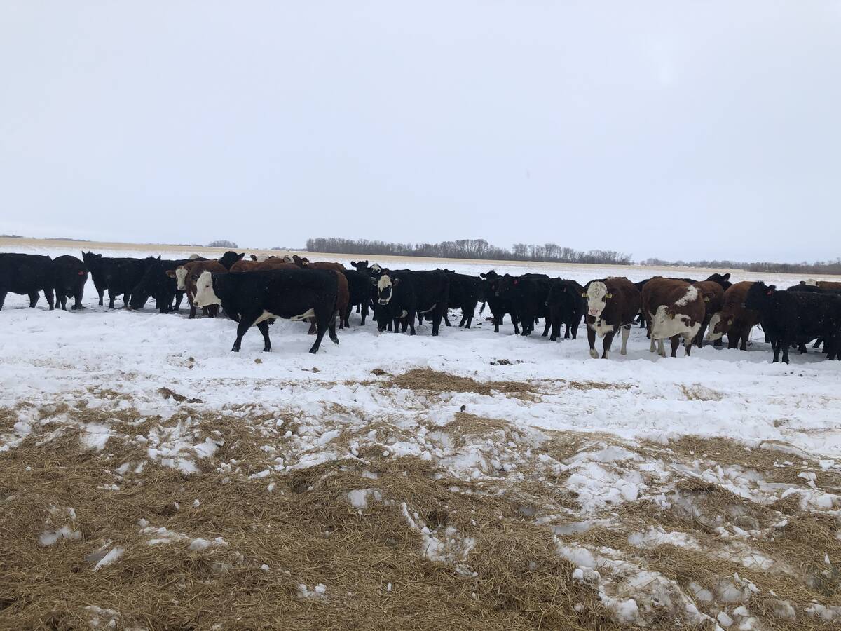 Cows in the pasture in winter.
