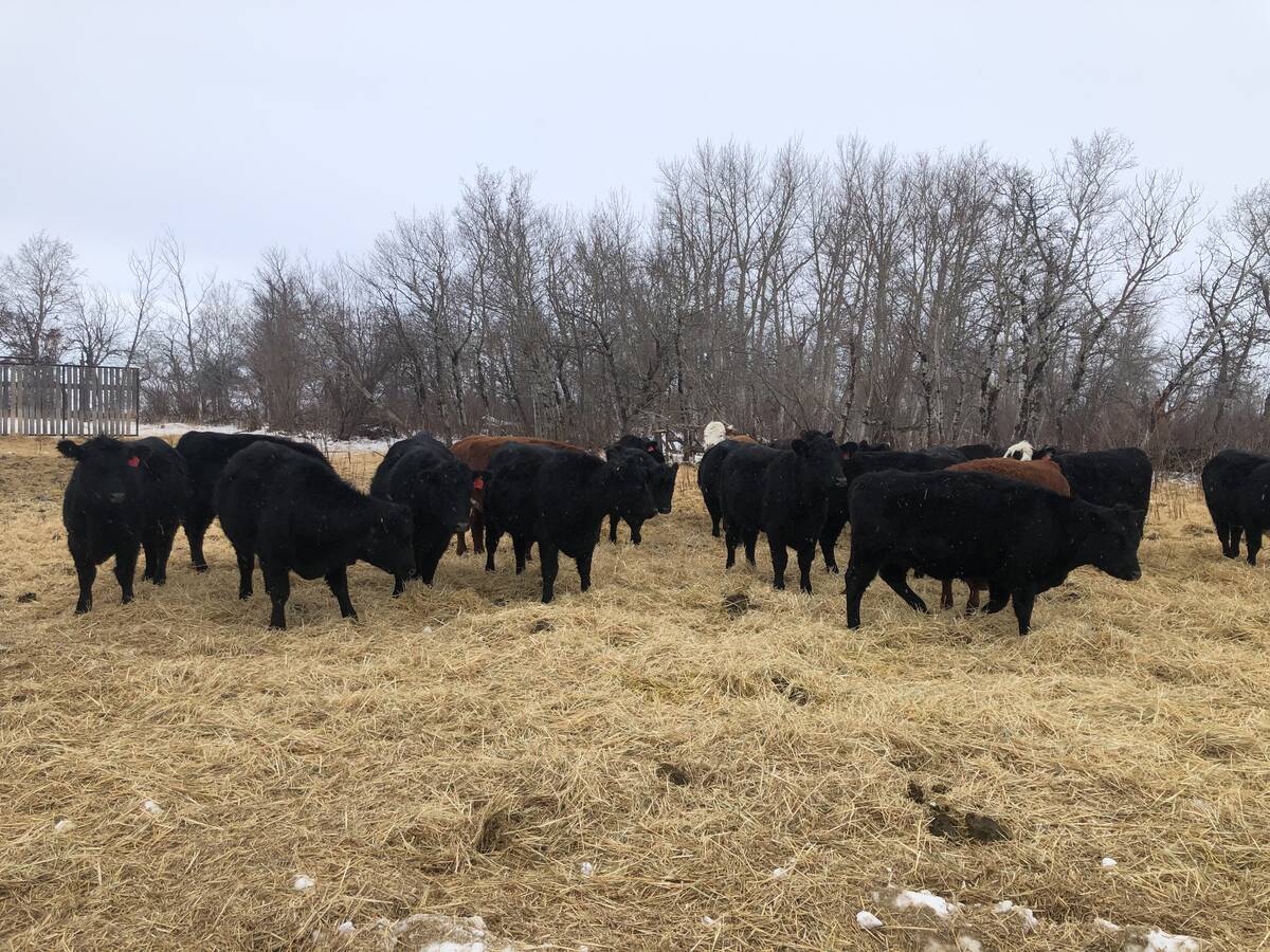 A herd of black cattle in a fall pasture.