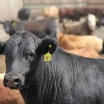 Mycoplasma bovis in beef cattle causes more than pneumonia