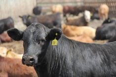 A steer in a Saskatchewan feedlot. M. bovis can cause infectious arthritis in calves and feeder cattle.