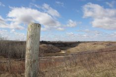 Barbed wire encloses a pasture on an Alberta ranch.
