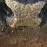 Feed grain update for Canadian beef producers