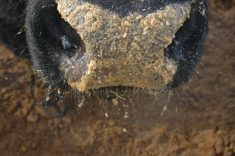 A feeder calf has been sticking its nose into feed consisting mostly of barley, at a feedlot.