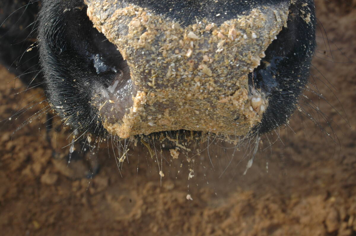 A feeder calf has been sticking its nose into feed consisting mostly of barley, at a feedlot.