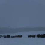 Cattle walking in from grazing during a storm. Winter cereals are one option for extending the grazing season.