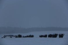 Cattle walking in from grazing during a storm. Winter cereals are one option for extending the grazing season.