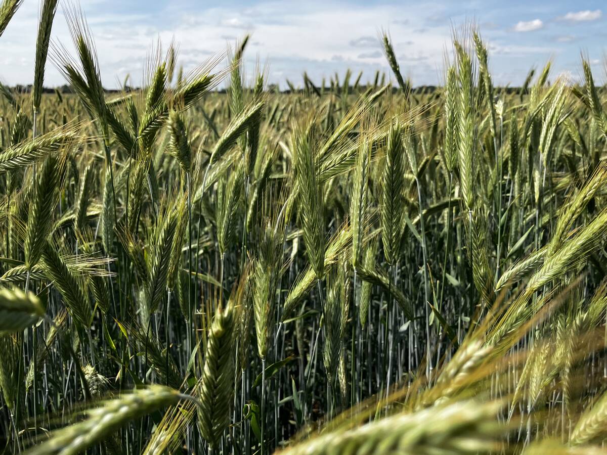 Fall rye ripens in June 2025 near Selkirk. Fall rye is one option for feeding cattle, and can act as a biennial, depending on when you seed it. Photo: Greg Berg