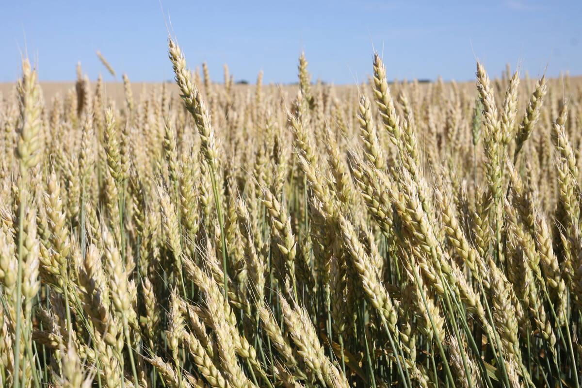 Pintail winter wheat near Ferintosh, Alta. A research trial in Alberta found early spring-seeded winter cereals yielded more than those seeded later. Photo: File