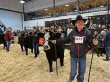 Wheatland Lady 211H, with calf Wheatland Bull 4177M, was named Supreme female at Canadian Western Agribition 2024. The heifer was owned by the Wheatland Cattle Co. in Bienfait, Sask., Michelson Land & Cattle and G2 Cattle Co. Riley Lafrentz is in the foreground leading the cow and his wife, Madison, leads the bull calf.