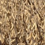 CBOT Weekly: Grain, oilseed futures under pressure