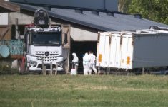 Three weeks after the first cases of lumpy skin disease, more than 500 cows were slaughtered in contaminated areas of the country, on July 25, 2025, in Saint Ferreol, France. Photo by Daniel Giry/ABACAPRESS.COM