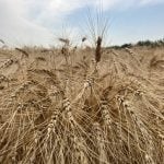 Australia’s wheat production outlook improves as harvest begins
