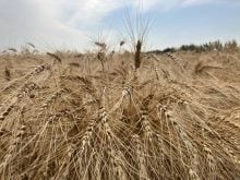 Australia’s wheat production outlook improves as harvest begins