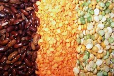 Demand for organic pulses had been steadily rising before the COVID-19 outbreak, but supply chains are prepared to meet the new demand. Photo: File