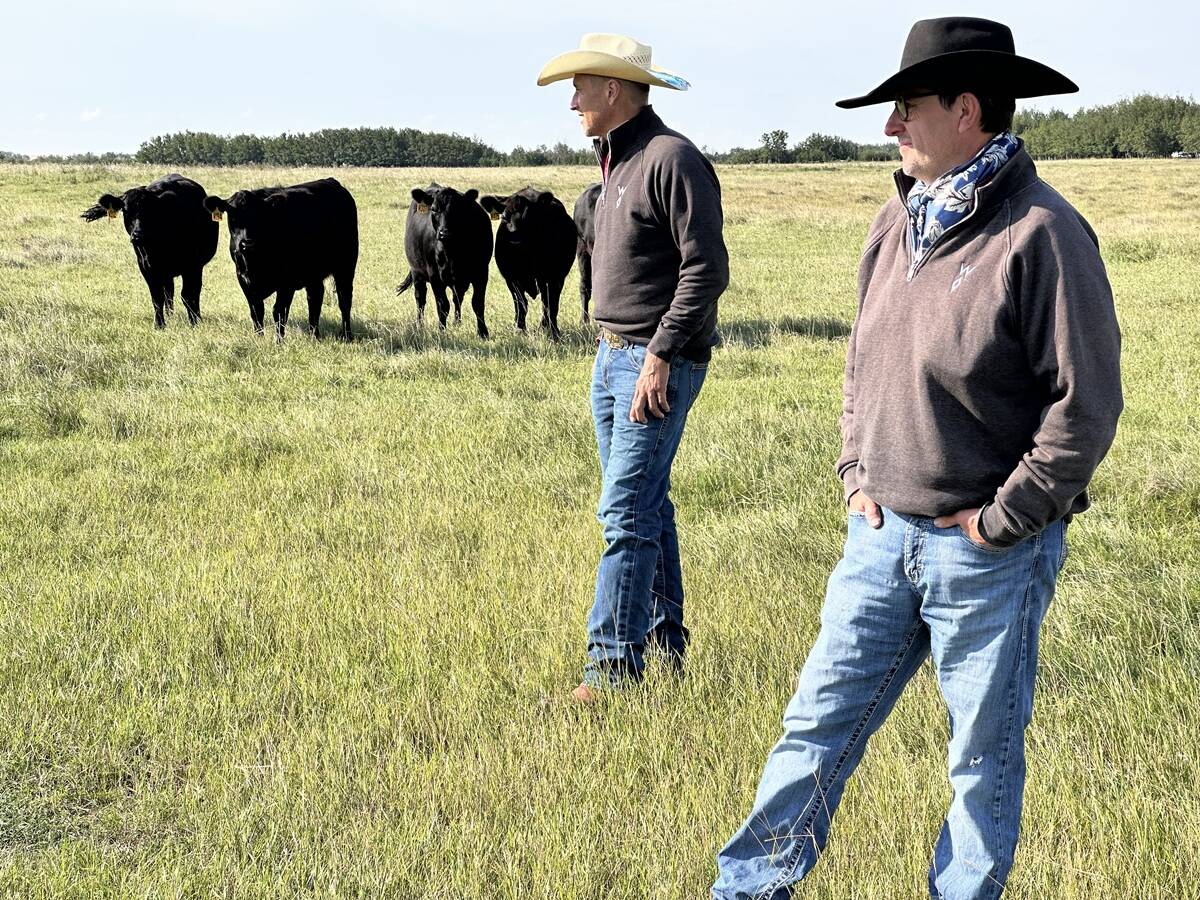 Chris Walter and Ed Lange look over the heifers. The Walter Farms farming co-operative members believe they have been able to achieve more working together than they could have on their own. Their cattle spend nine to 10 months a year grazing on their central Alberta farm. Photo: Mary MacArthur