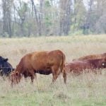 Trump plan to import Argentine beef angers U.S. farmers