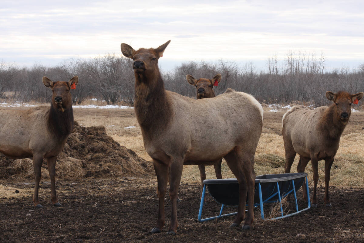 The Canadian Food Inspection Agency is seeking feedback on proposed changes to its Chronic Wasting Disease Control Program. Photo: File