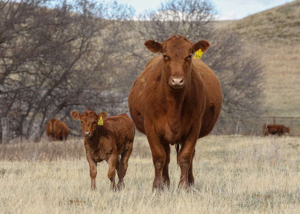 Fueling nutritional demands from late gestation through calving and rebreeding
