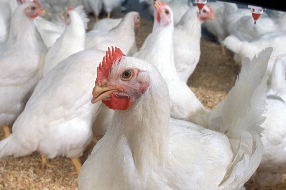 U.S. livestock: CME feeder cattle firm on tighter supplies