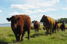 Trump urges U.S. cattle ranchers to lower prices as he touts tariffs