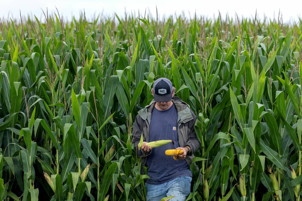 Cash price unease undercuts U.S. hog futures