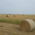 Around 15 per cent of weed seeds can be viable after passing through a cow’s rumen, and those that drop out of the hay are also viable.