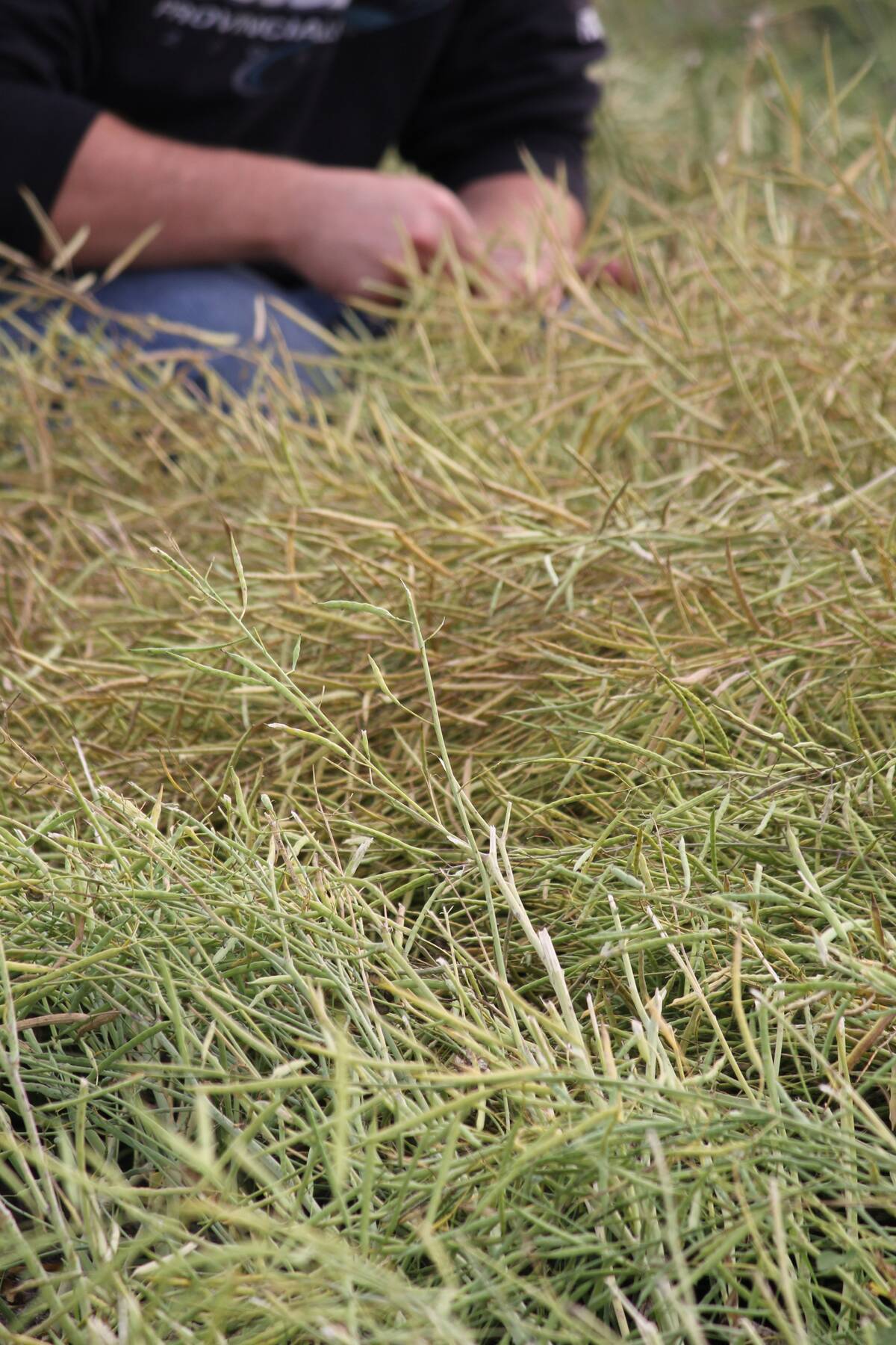 A ripe canola crop. Brassicas such as canola can be high in sulphur, so it’s important to feed test. Photo: Saskatchewan Ministry of Agriculture
