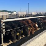Feedlot cattle.