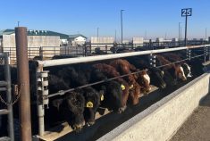 Feedlot cattle.