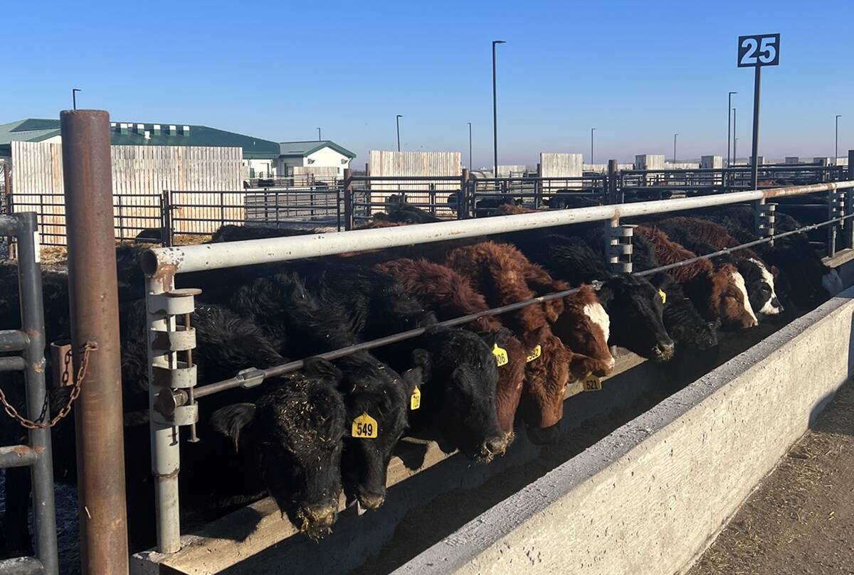 Feedlot cattle.
