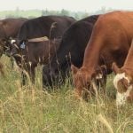 Cattle graze on a pasture in Manitoba’s Interlake in July 2025. Photo: Greg Berg